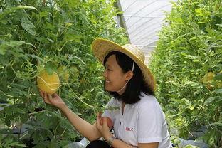 青州岔河吃瓜,瓜果飘香，品味夏日田园风情