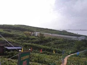 魏县吃瓜事件水城,水城风波背后的真相与反思